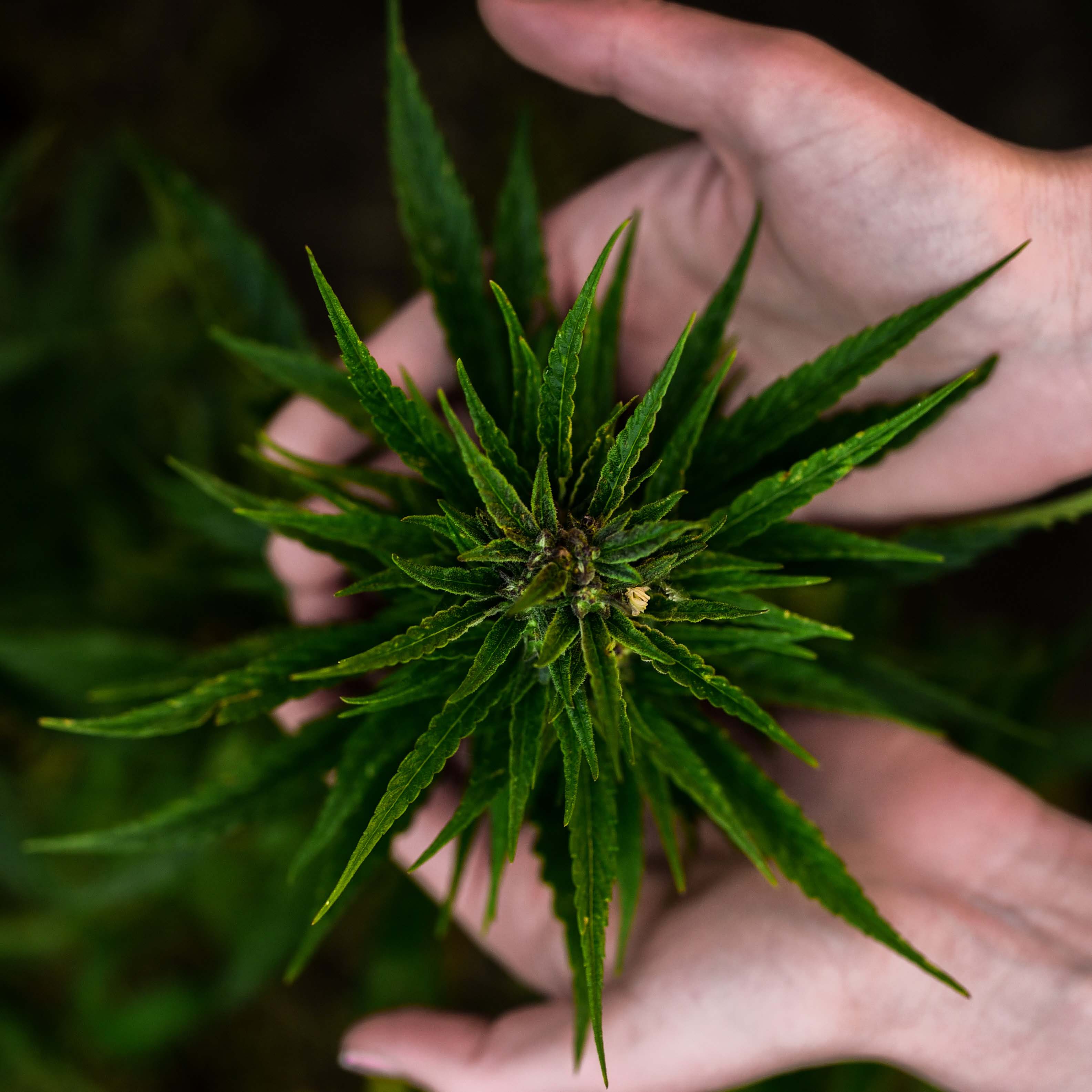 CBD Decoded - Plant Cannabinoids