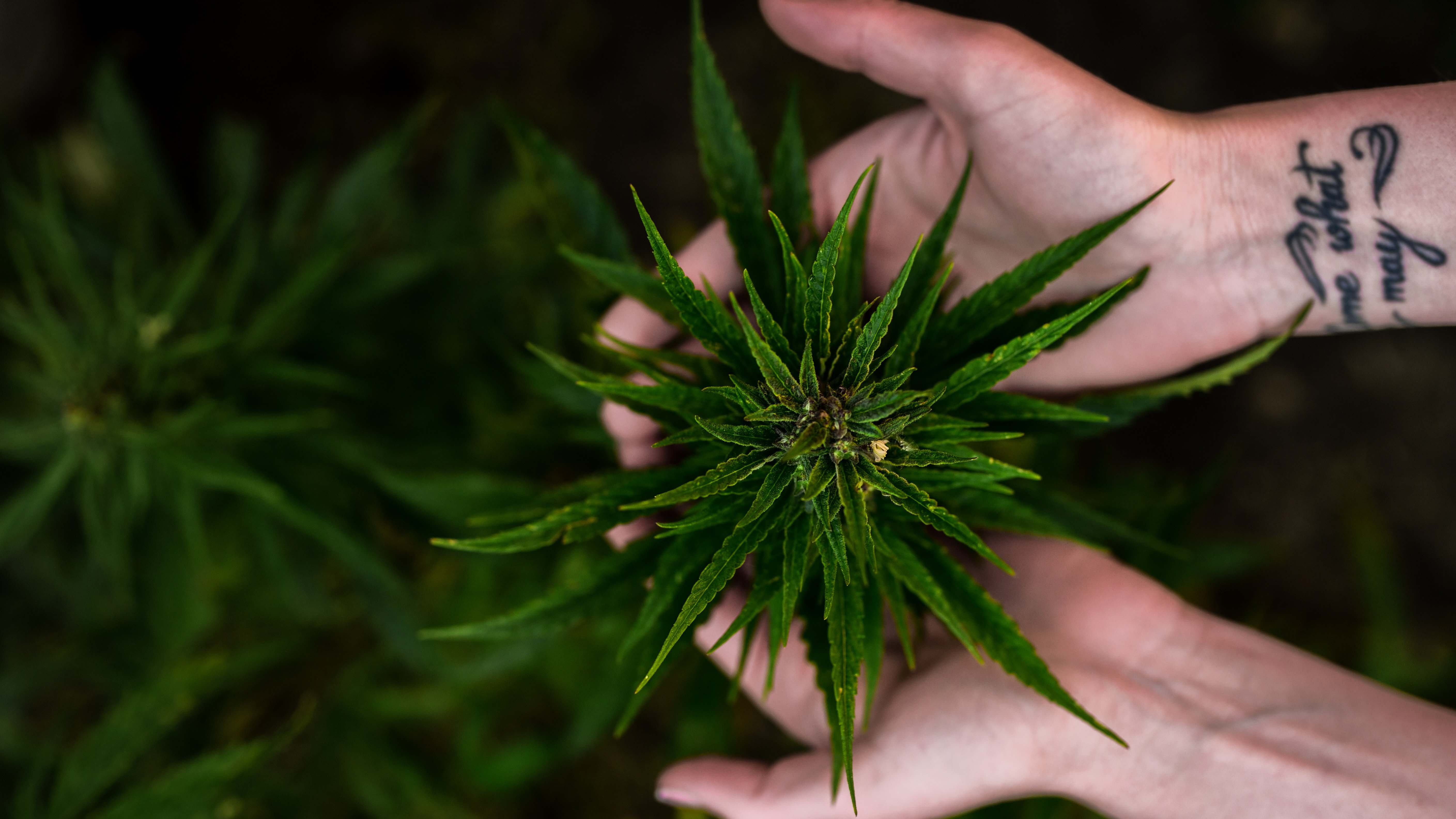 plant in hands